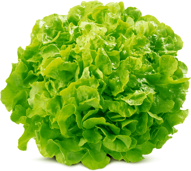 Oak Leaf Green Von Elo (800x557), Png Download
