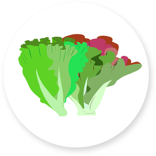 Green Leaf And Red Leaf Lettuce (657x657), Png Download