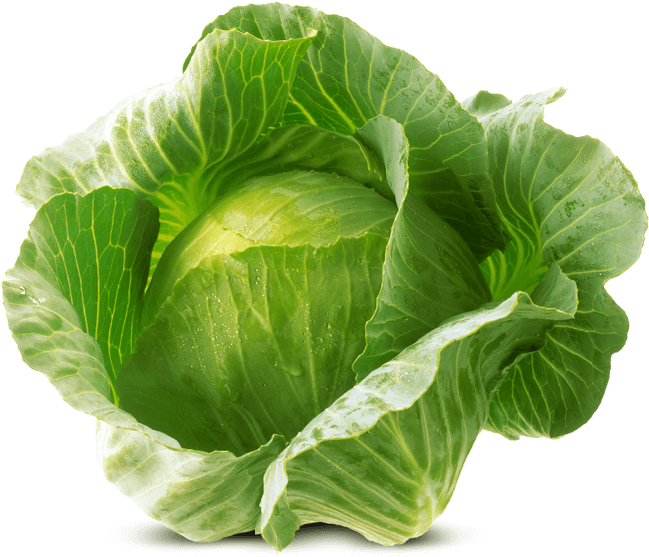 White Cabbage Von Elo - Png Cabbage Png (800x557), Png Download