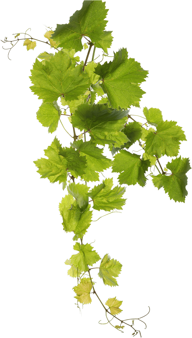 Retsina Malamatina - Grape Leaf Png (722x1187), Png Download