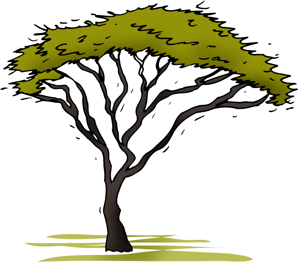 Acacia - Illustration (1000x1000), Png Download