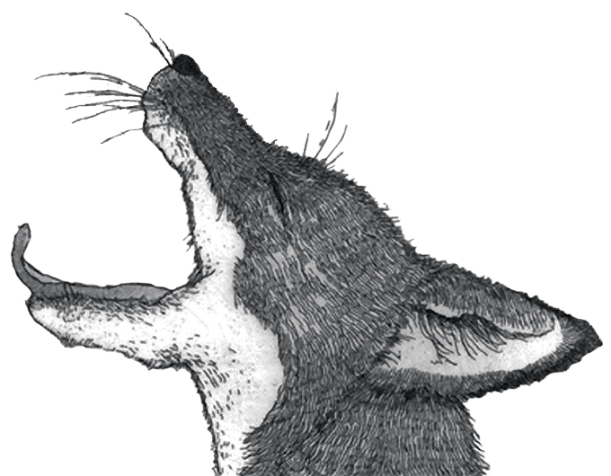 Fox Dancer - Tongue Dancer Wine (680x530), Png Download