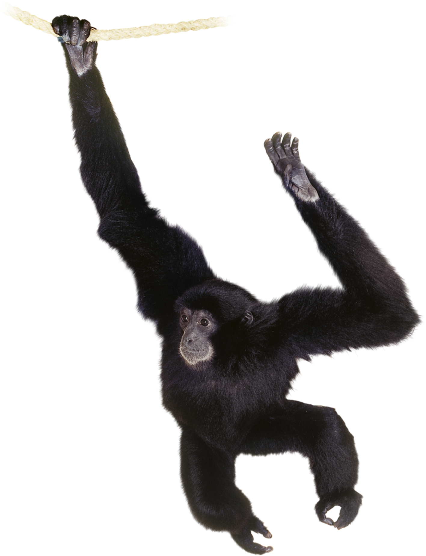 Chimpanzee Png - Siamang Clipart (1440x1896), Png Download