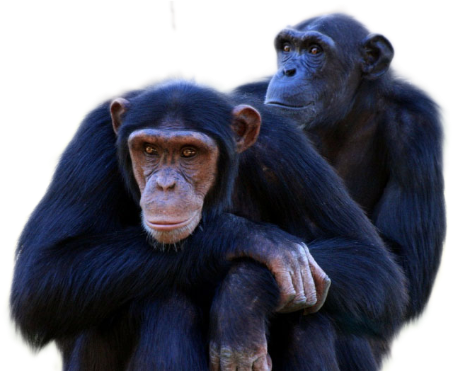 Chimpanzee Png Image - Chimpanzees Transparent (800x523), Png Download