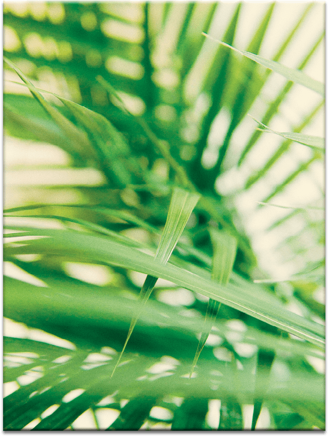 Warm Fern - Cosmetics (900x900), Png Download