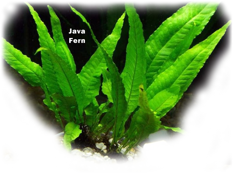 Aquatic Plant Java Fern - Microsorum Pteropus (791x591), Png Download
