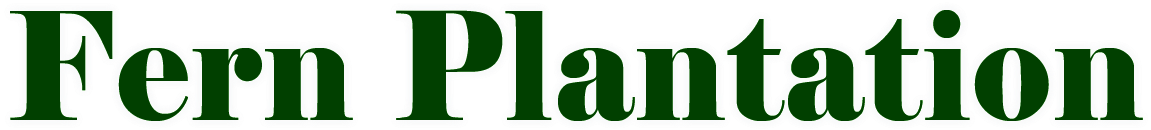 Arachniodes Standishii The Upside Down Fern (1591x365), Png Download