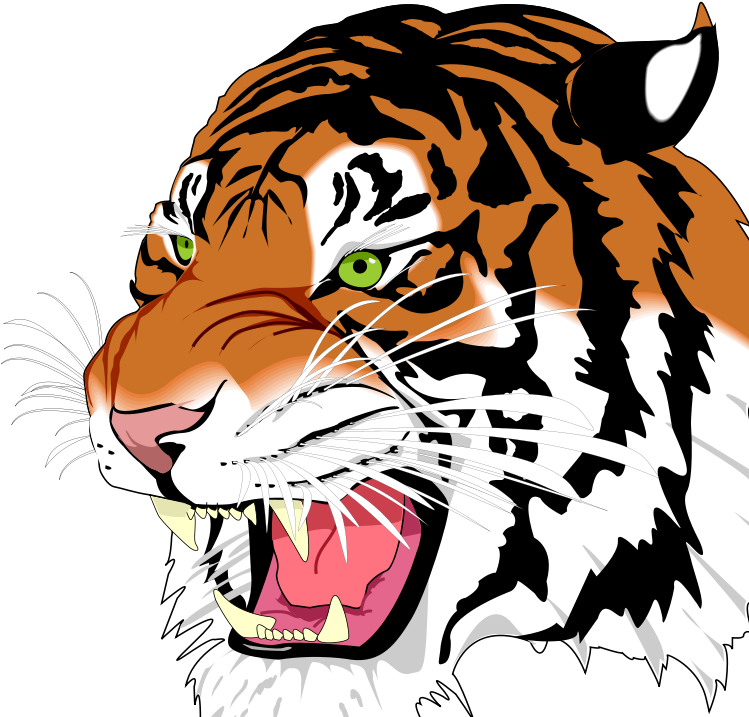 White Tiger Png (773x800), Png Download