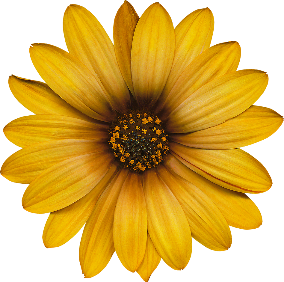 In Flowers Collection - Cartoon Pictures Of Sunflowers (948x941), Png Download