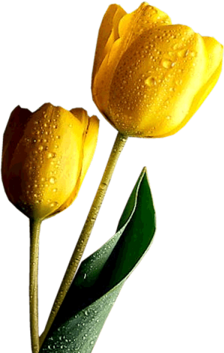 Free Png Yellow Tulips Png Images Transparent - Faith Divine Inspiration And Prayers (480x704), Png Download