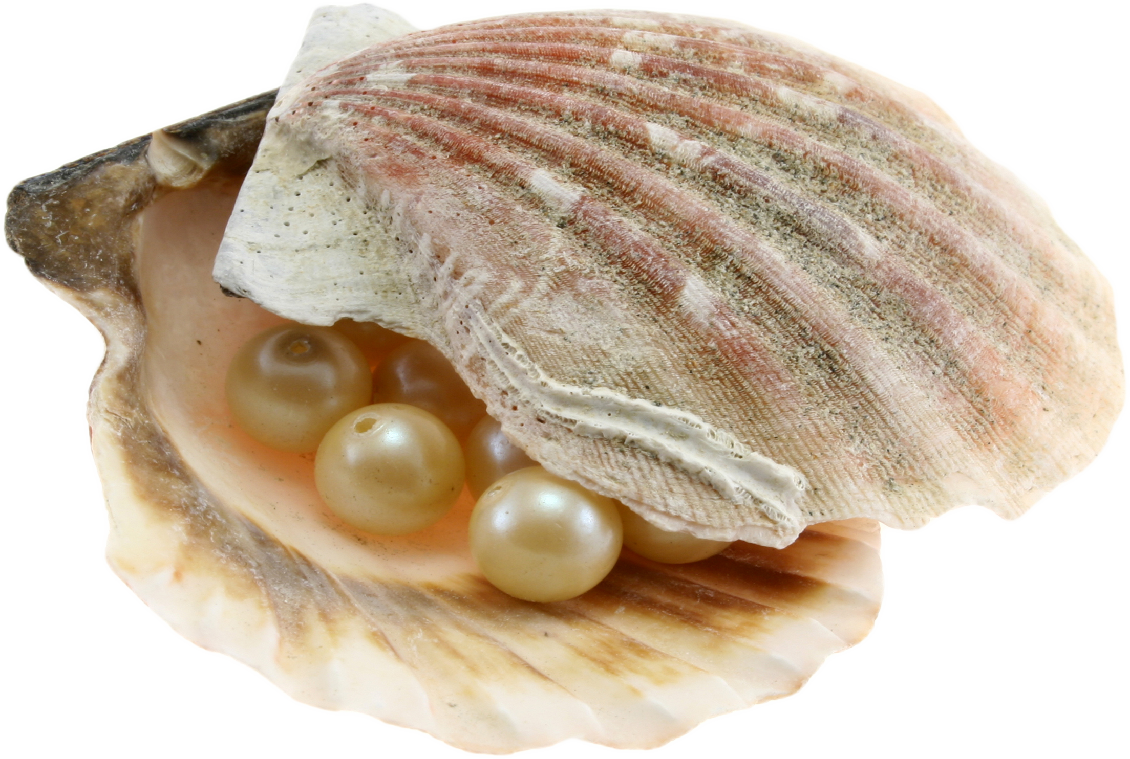 Seashell Png Images Free Download - Ракушки На Прозрачном Фоне (2207x1484), Png Download