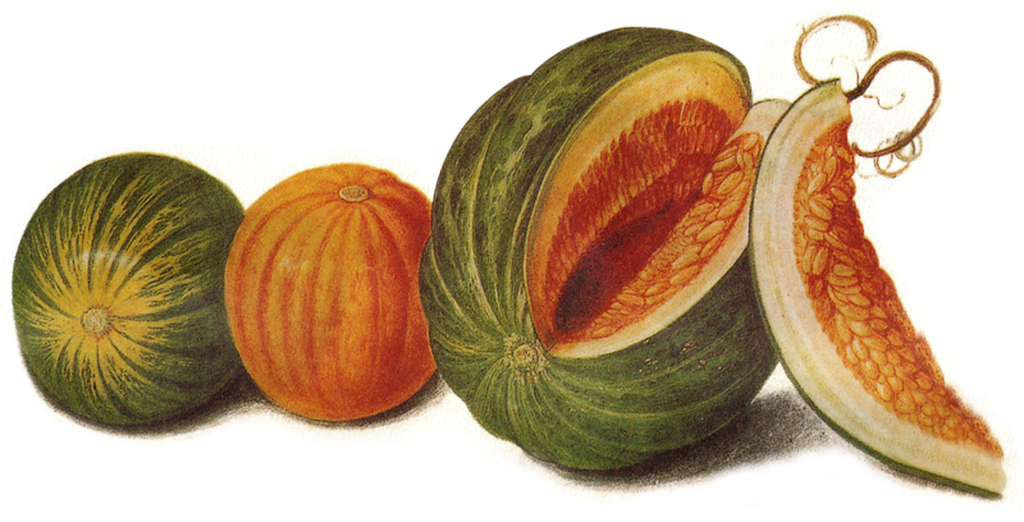 Hand Drawn Big Pumpkin - Fruit (1024x522), Png Download