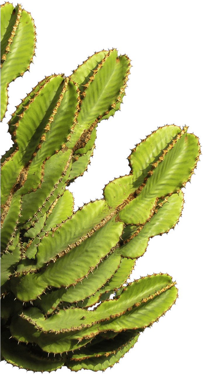 Cactus Bison Skull (882x1398), Png Download