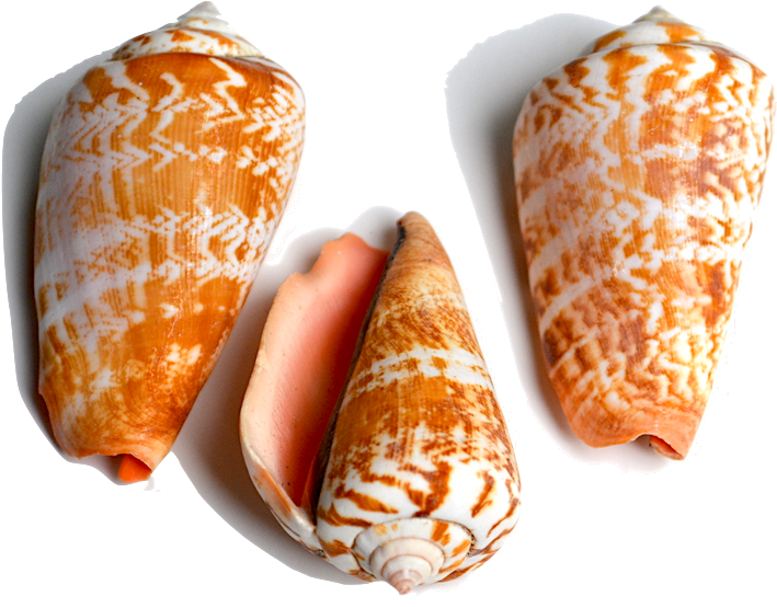 All Animals In This Family Have Shells That Are Conical (835x668), Png Download
