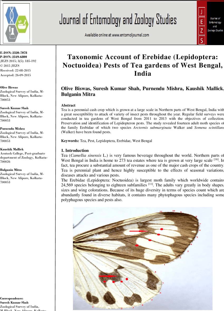 Characteristic Wings Of An Erebid Moth (850x1180), Png Download