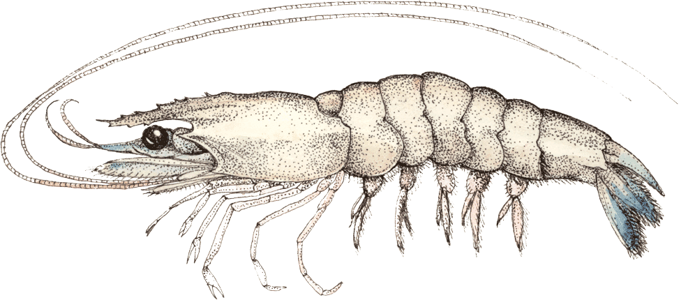 Yellowleg-shrimp - /m/02csf (973x430), Png Download