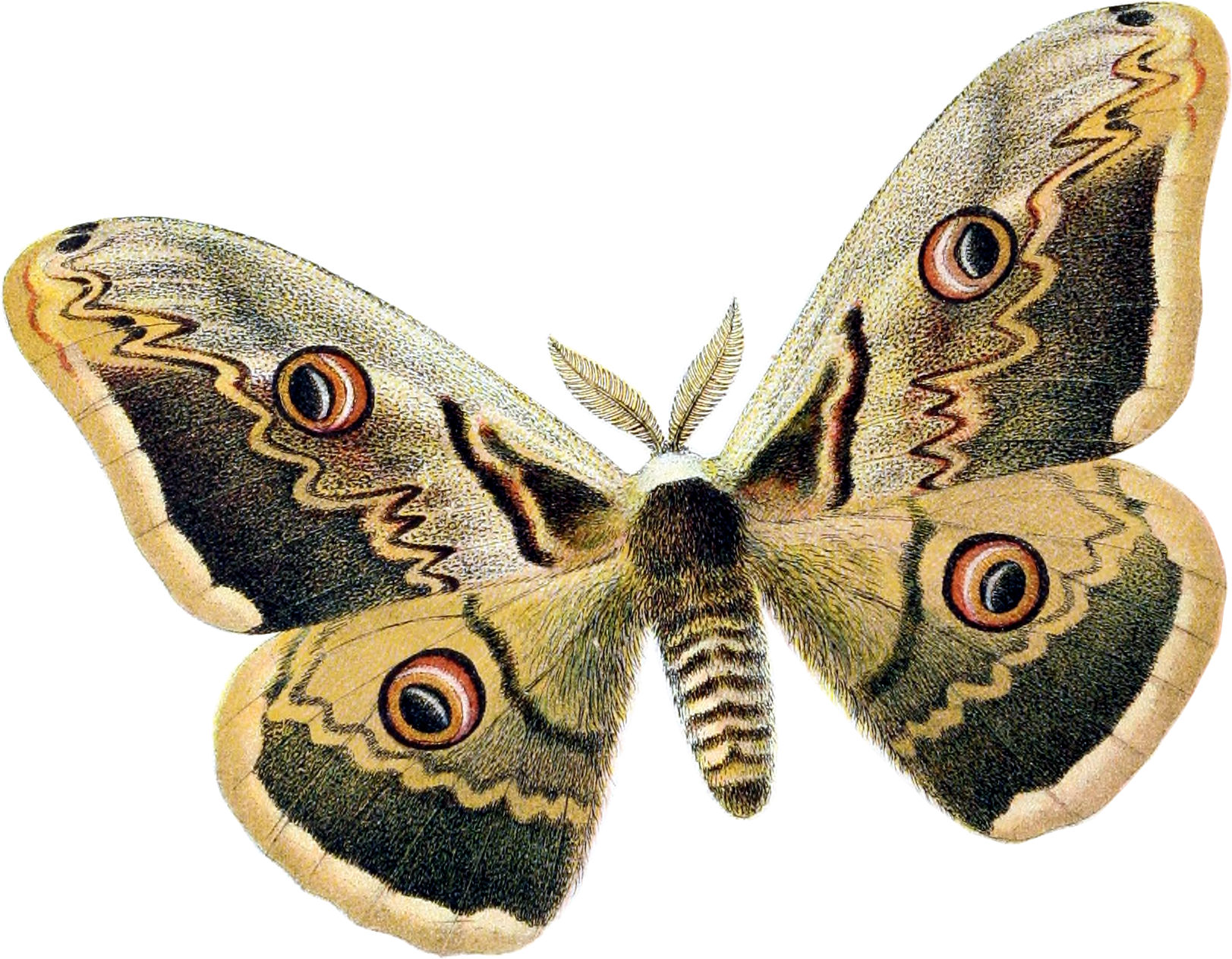 Saturnia Pyri - Moth Png (1623x1263), Png Download