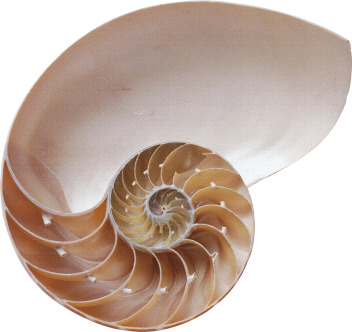 Seashell Png (699x659), Png Download