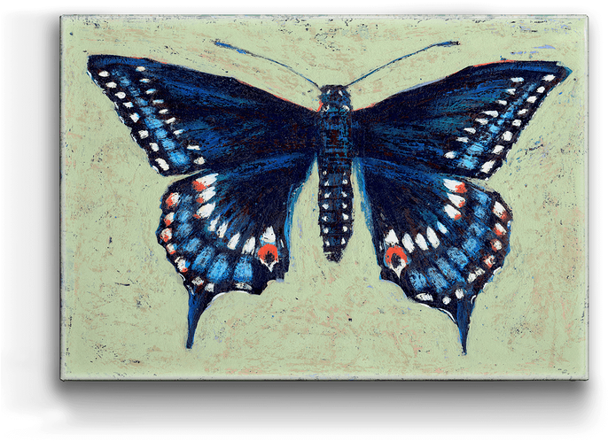 Black Swallowtail Box Art - Monarch Butterfly (730x730), Png Download
