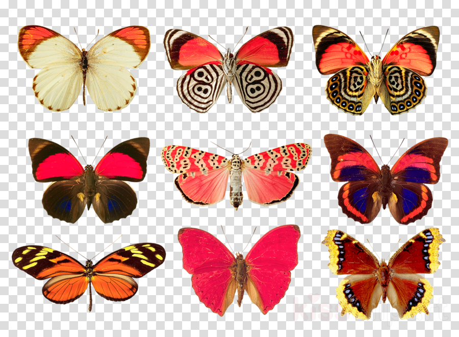 Butterfly 5'x7'area Rug Clipart Monarch Butterfly Karner (900x660), Png Download