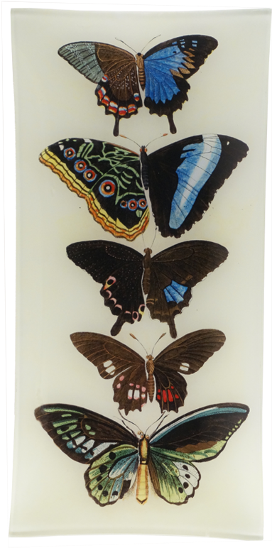 French Butterflies Nature Chart Vintage Style Poster (800x800), Png Download