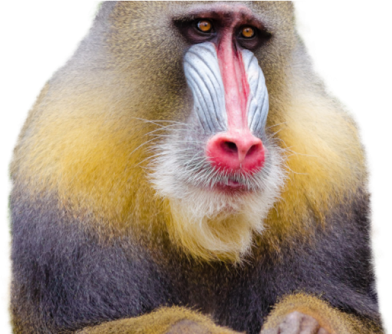 Monkey Png Transparent Images - Mandrill (640x480), Png Download