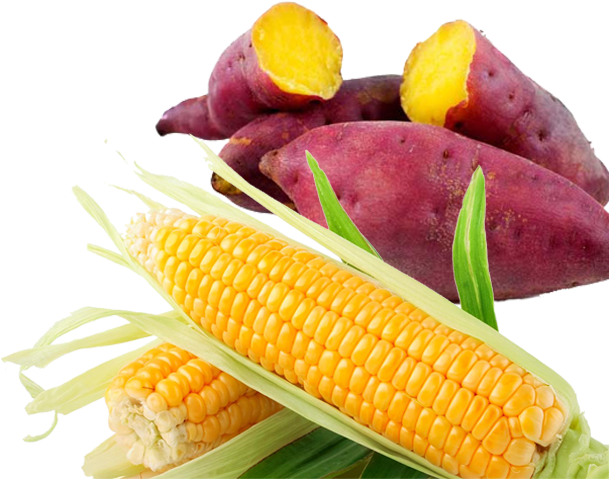 Mukono Farmers Earning Millions With New Cassava Variety - Japanese Sweet Potato Png (610x550), Png Download