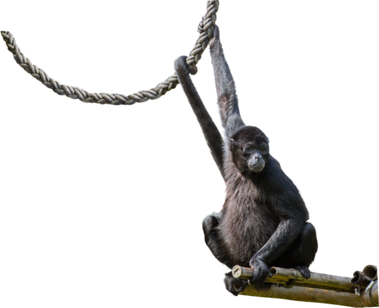 Spider Monkey Png - Prehensile Tail (740x600), Png Download