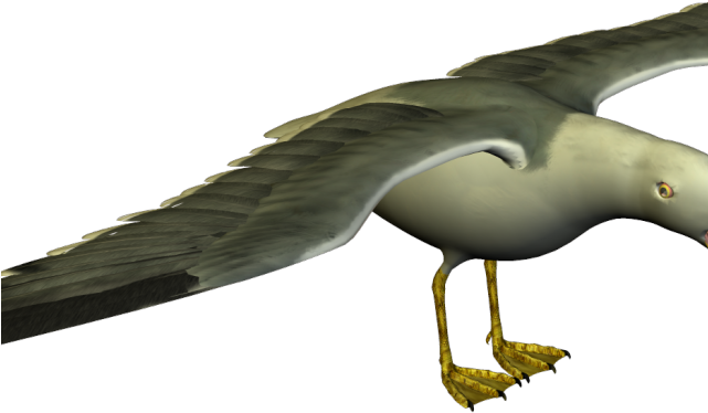 Seagull Clipart Flock Seagulls - Funny Seagulls (640x480), Png Download