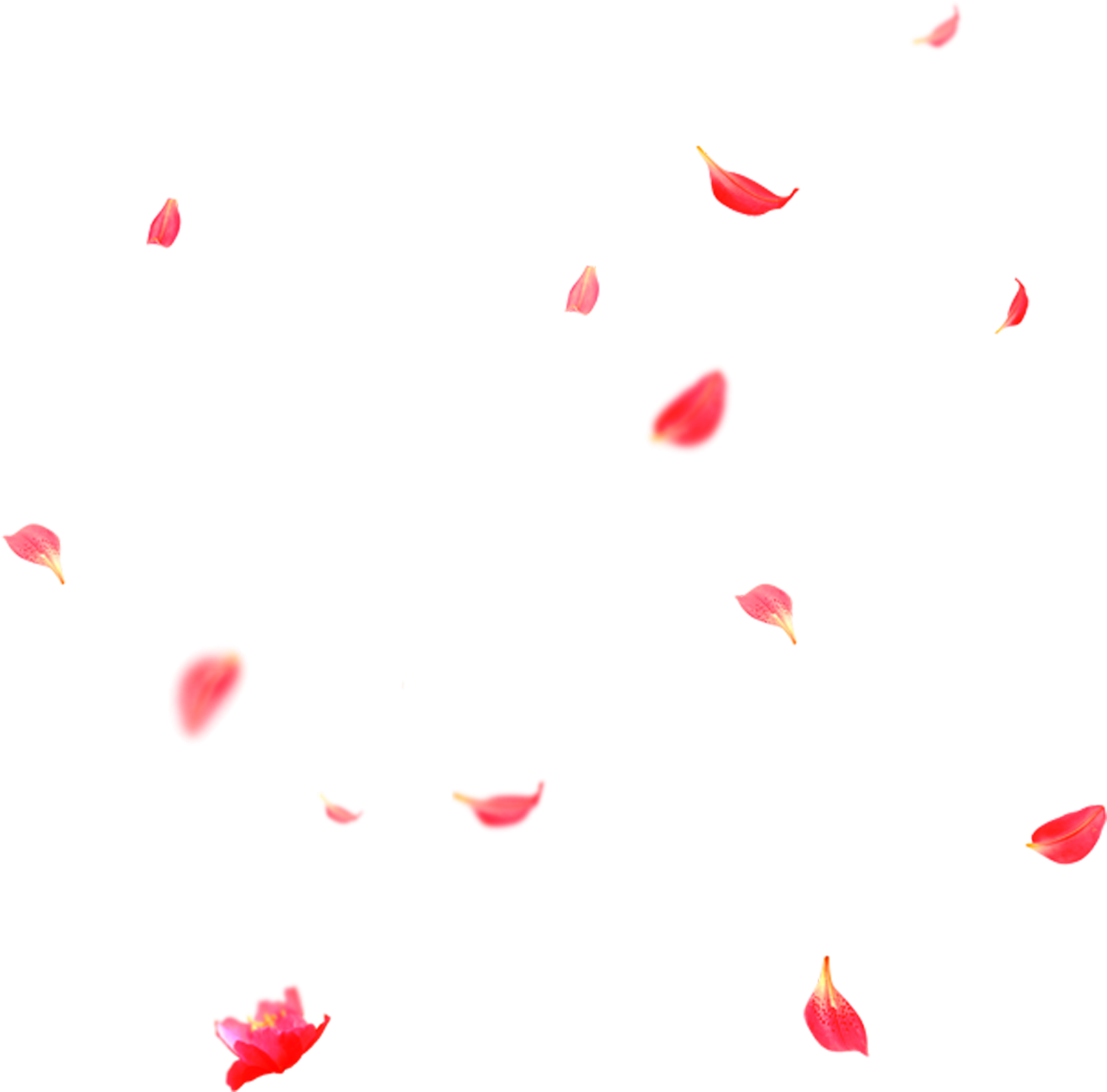 Beautiful Flower Petals Falling Png - Petal (2048x2048), Png Download