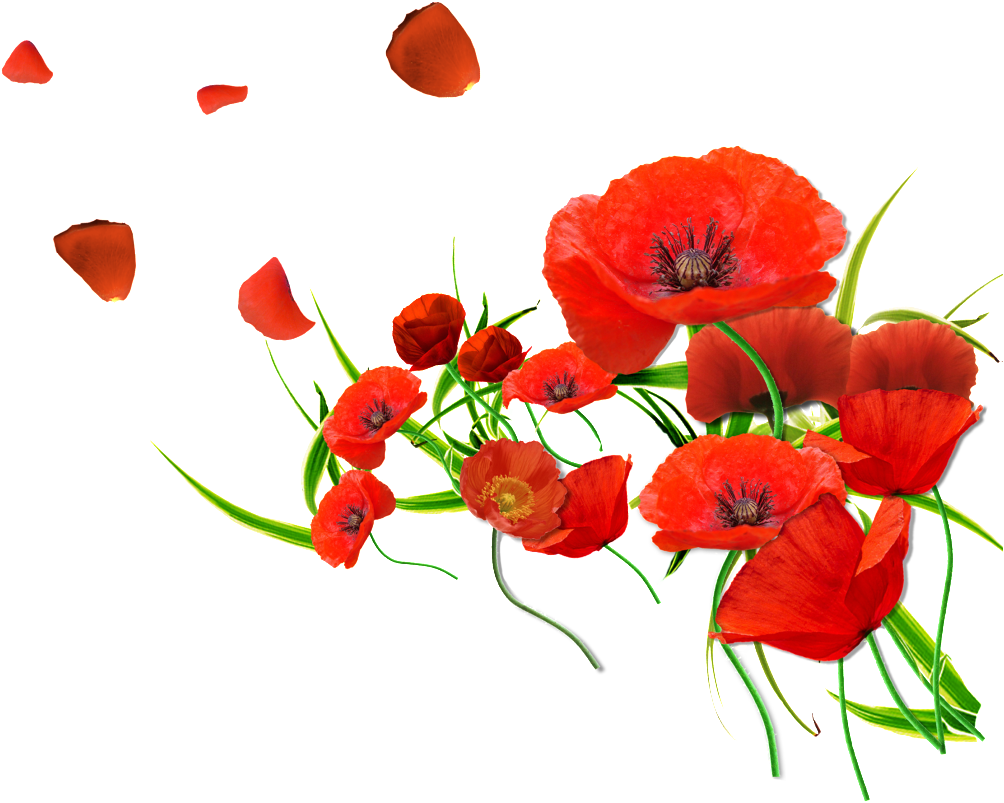 Red Petals Are Beautiful And Warm (1024x1024), Png Download