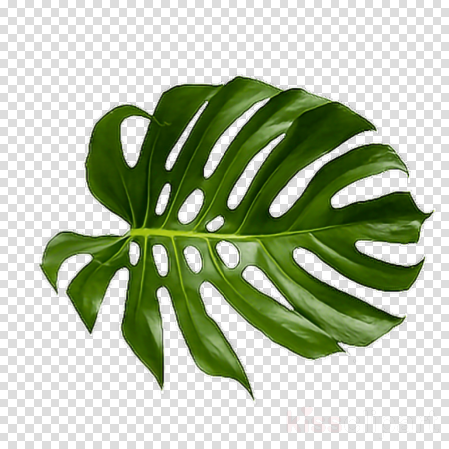 Watercolor Tropical Leaves Png Palm Tree Leaf Clipart Transparent Png ...