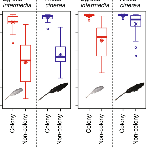 Boxplots Of Decomposition Rates Of Egretta Intermedia - Grey Heron (604x610), Png Download