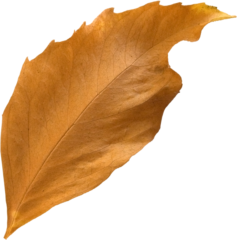 Curled Fall Leaf - Leaf (1000x1000), Png Download