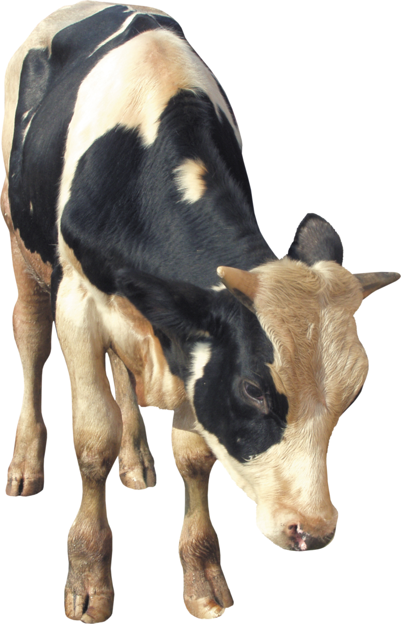 Cow Png, Download Png Image With Transparent Background, - Cattle (800x1243), Png Download