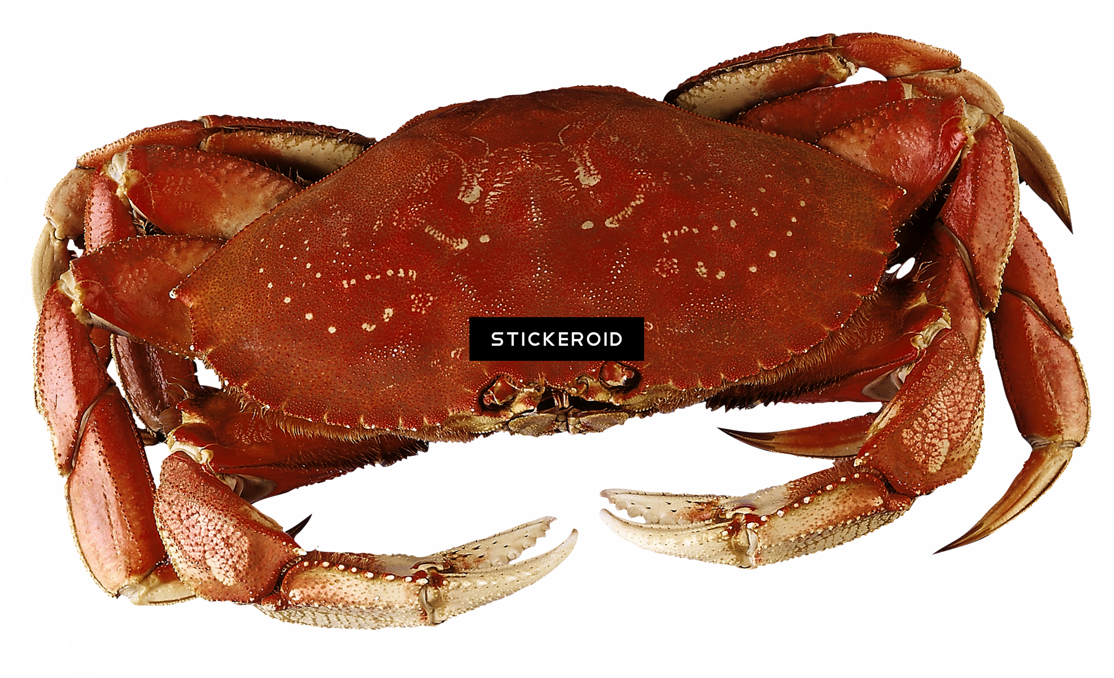 Crab - Dungeness Crab (2295x1398), Png Download
