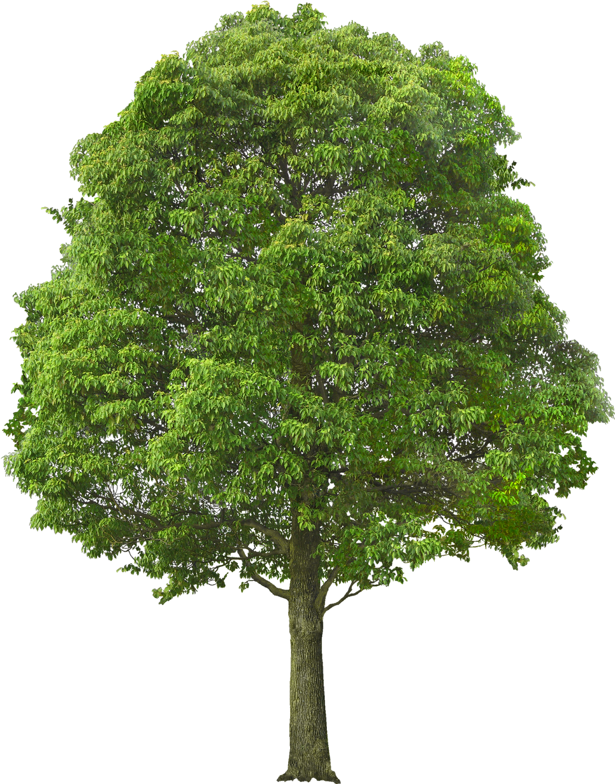 Publicado Por Maric En - Tree Bushes Png (1288x1600), Png Download