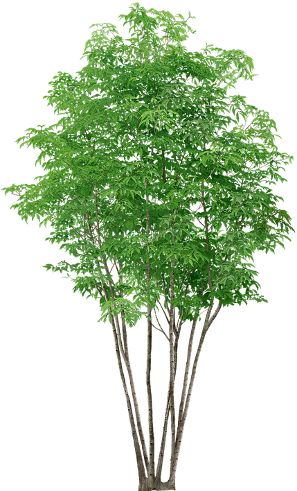 Arboles Png Sin Fondo - Tree Png (460x720), Png Download