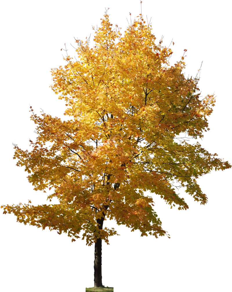 Arvore Arboles Png, Texturas Png, Árboles Pintados, - Trees Photoshop Architecture Png (817x1024), Png Download