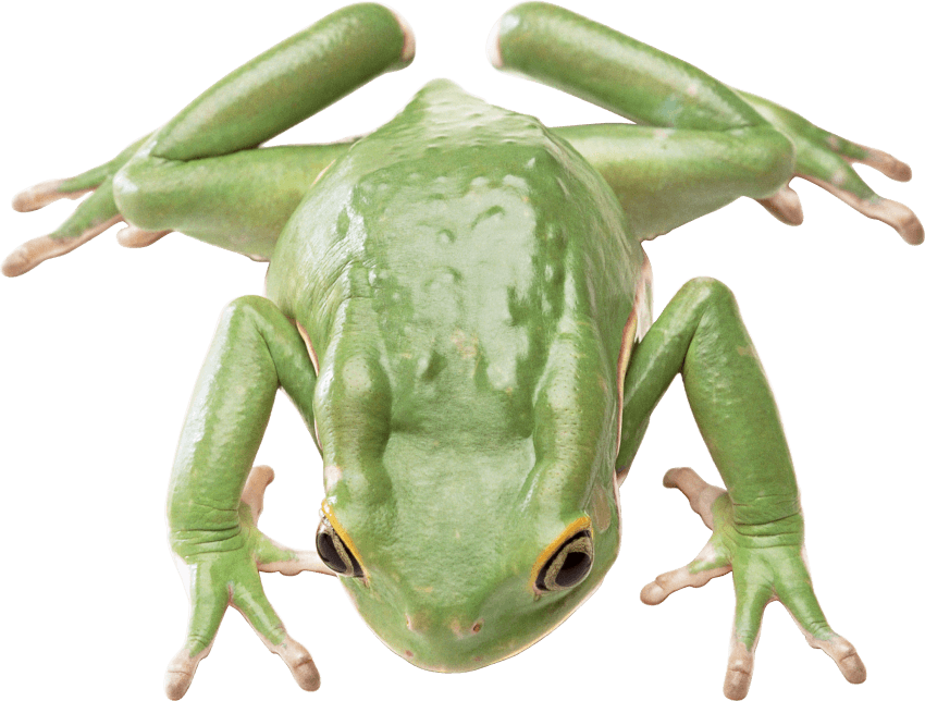 Free Png Frog Png Images Transparent - Zaby I Ropuchy Niezwykly Swiat Zwierzat-bell (850x644), Png Download
