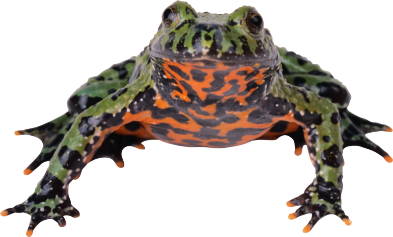 Frog Png, Download Png Image With Transparent Background, - Zwierzęta Świata Płazy I Gady Ibis (800x484), Png Download