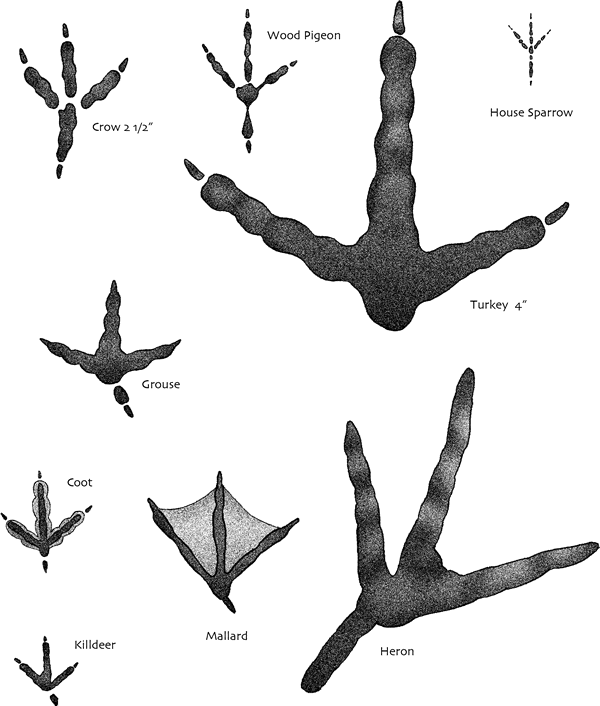 Tracks - Bird Footprints Identification (600x706), Png Download