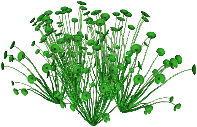 Sea Plants (692x469), Png Download