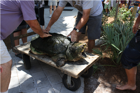 Clip Art News Tonca, The Museum Of Science & History's (870x580), Png Download