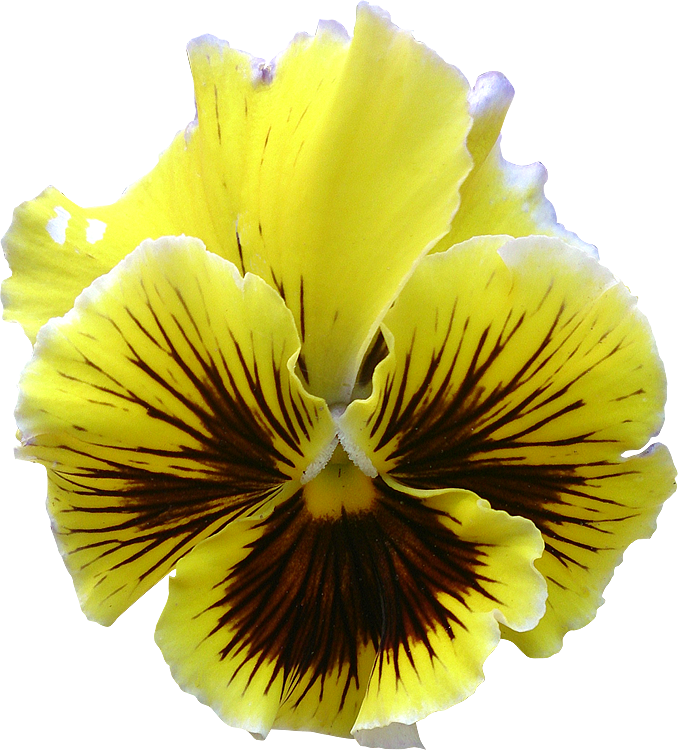 Fleur5 Pensee Photog - Pansy (678x750), Png Download