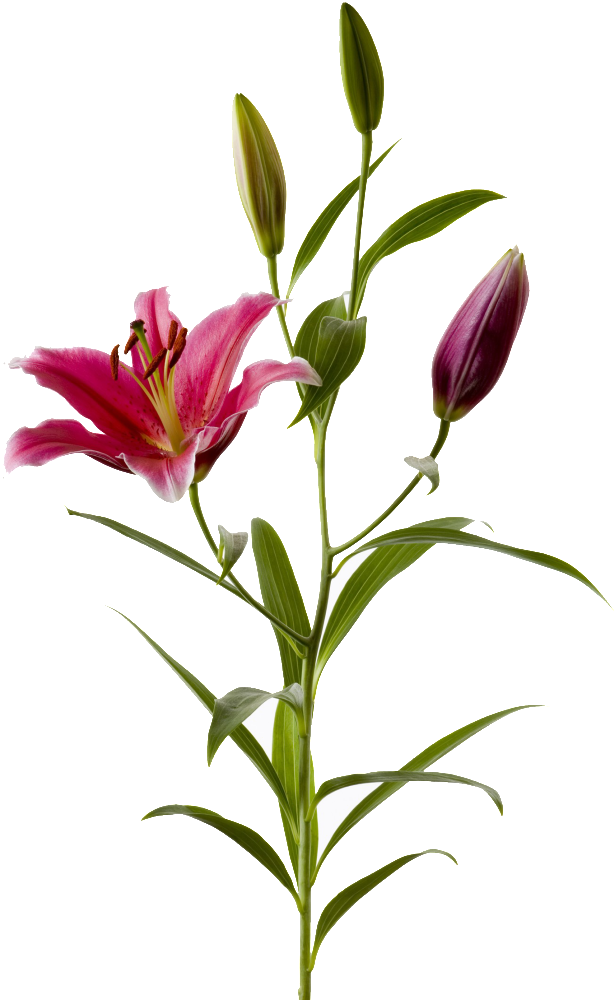 Lily - Stargazer Lily (1024x1024), Png Download
