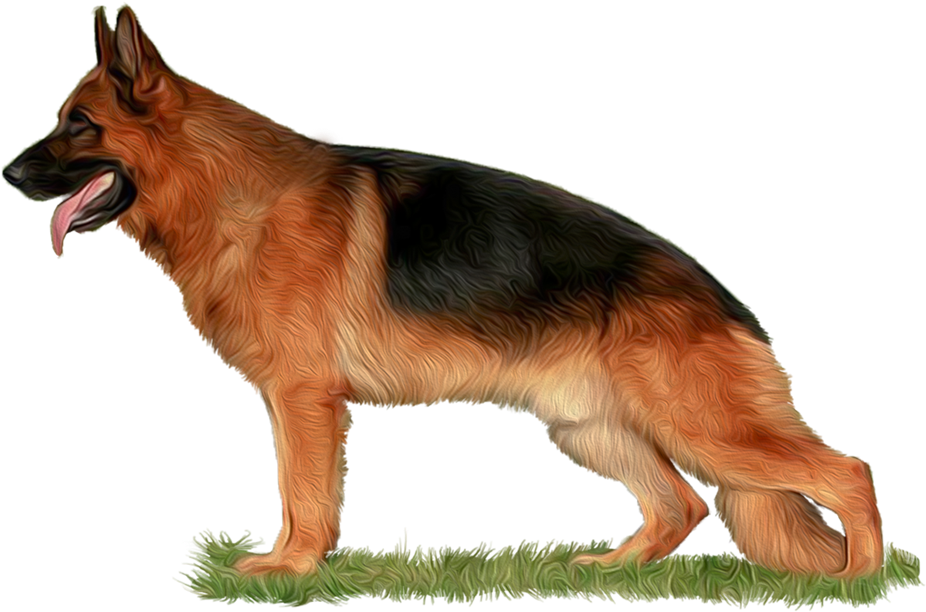 german shepherd dog png