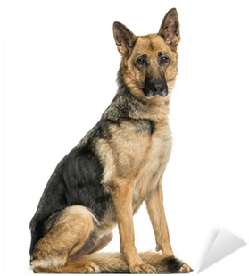 Old Skinny German Shepherd Dog Sitting, Looking At - German Shepherd Sitting (400x400), Png Download