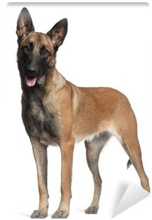 German Shepherd, 1 Year Old, Standing Wall Mural • - K9 Dog (400x400), Png Download