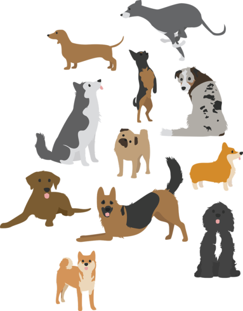 Dog Breed (500x639), Png Download